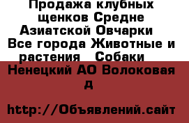 Продажа клубных щенков Средне Азиатской Овчарки - Все города Животные и растения » Собаки   . Ненецкий АО,Волоковая д.